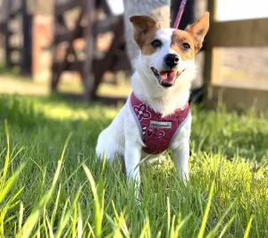 Precision Fit™ Step In Dog Harness Adjustable Bandana Print 3-40 LBS