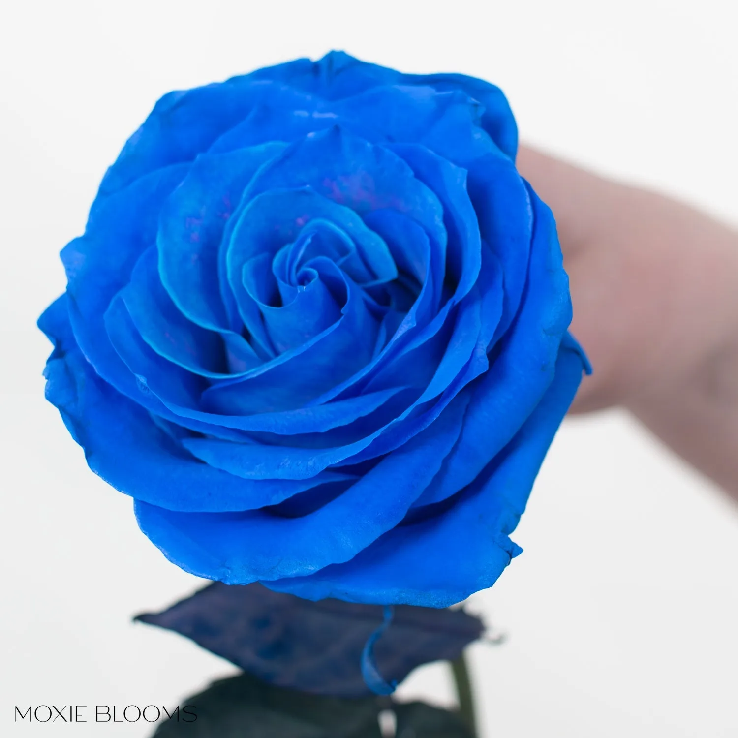 Sapphire Novelty Roses