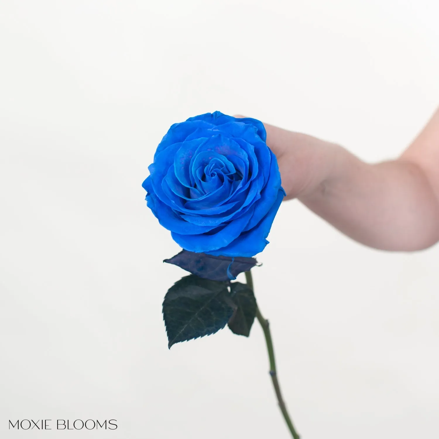 Sapphire Novelty Roses